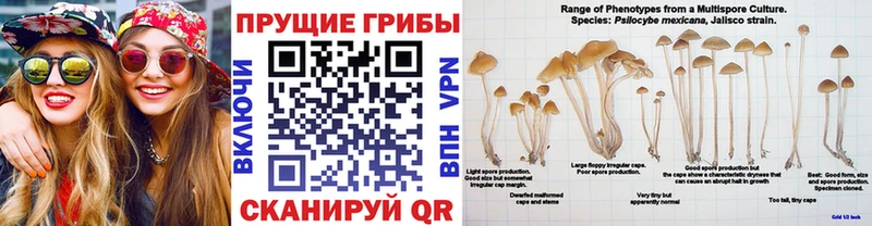 Псилоцибиновые грибы ЛСД  Спас-Деменск 